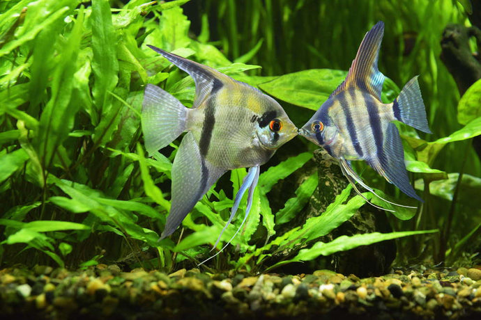 5 Best Fish Tank Ideas for a 29-Gallon Aquarium