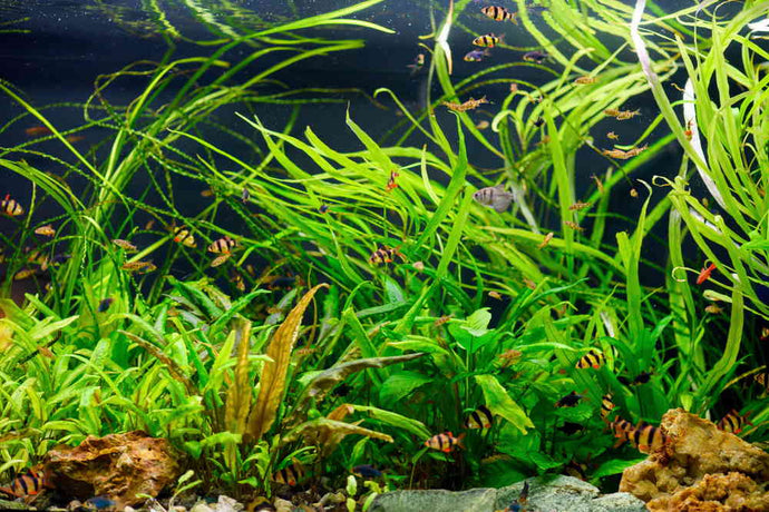 5 Best Fish Tank Ideas for a 40-Gallon Breeder Aquarium