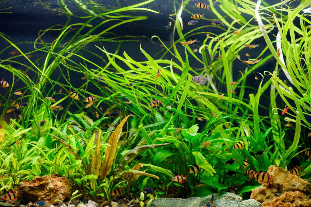 5 Best Fish Tank Ideas for a 40-Gallon Breeder Aquarium - Aquarium Co-Op
