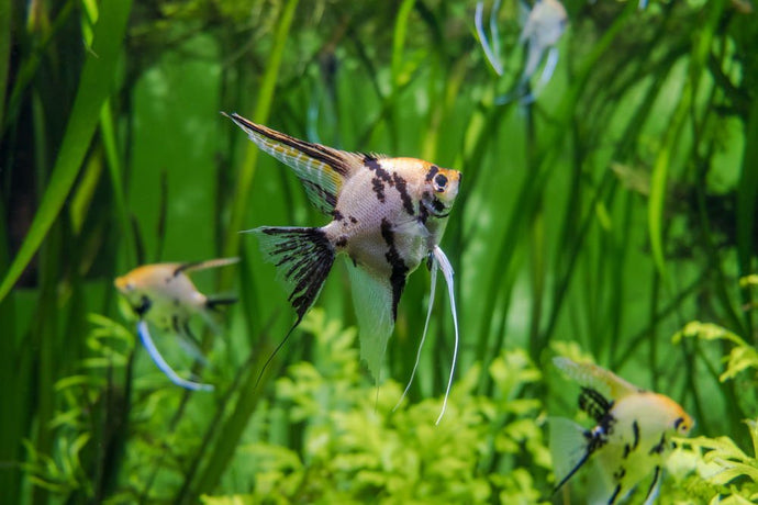 5 Best Fish Tank Ideas for a 55-Gallon Aquarium