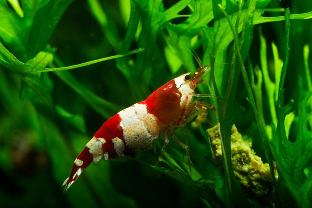 5 Best Foods for Freshwater Aquarium Shrimp - Aquarium Co-Op