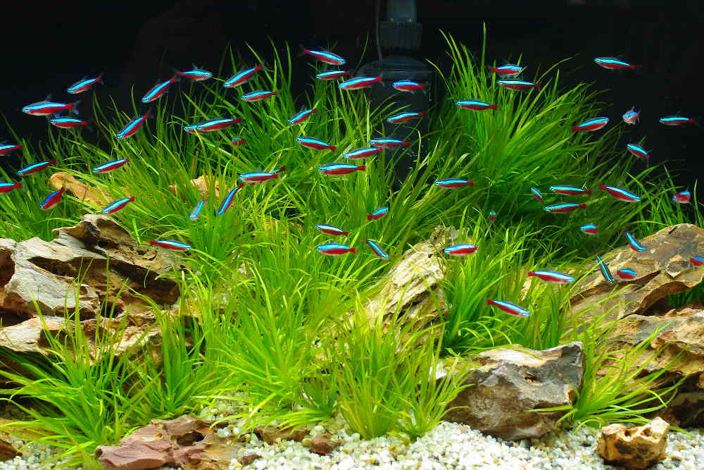 5 Best Schooling Fish for Beginners - Aquarium Co-Op