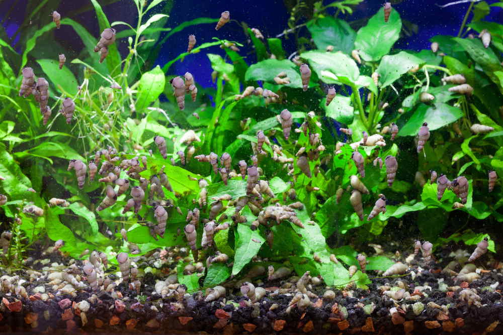 5-easy-ways-to-get-rid-of-aquarium-pest-snails-3212131