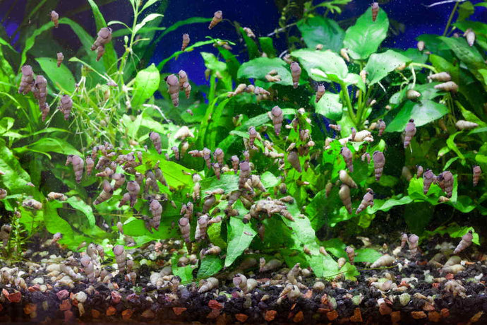 5 Easy Ways to Get Rid of Aquarium Pest Snails