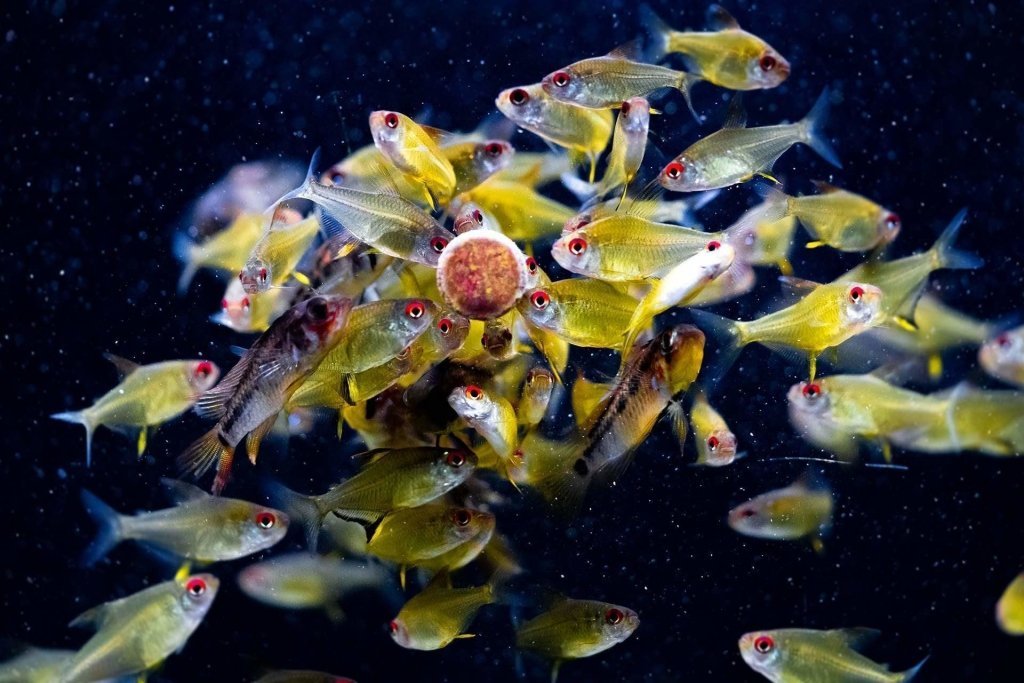 5 High-Quality Fish Foods That You Have to Try - Aquarium Co-Op