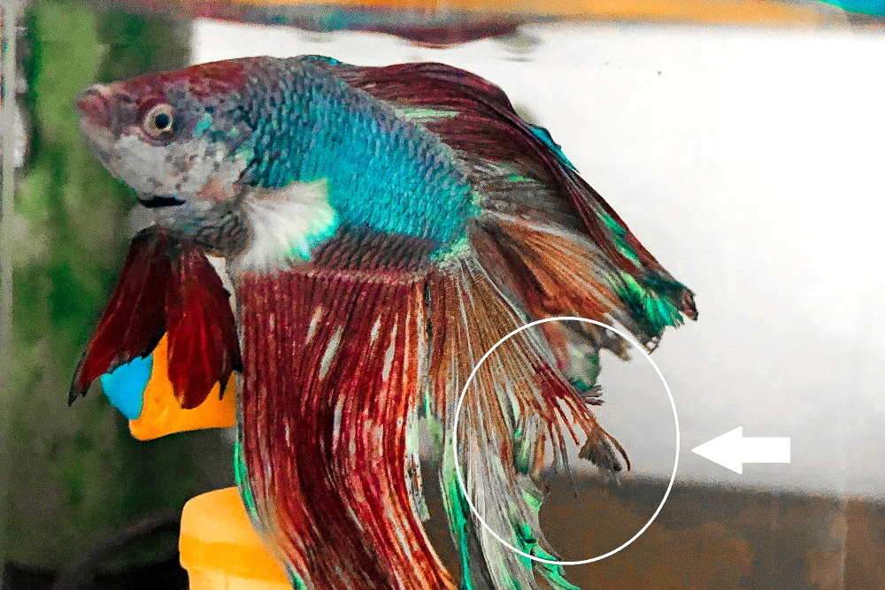 5 Quick and Easy Steps for Treating Fin Rot - Aquarium Co-Op
