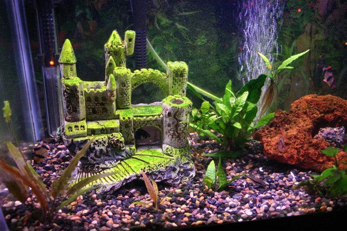 5 Steps to a Better 10 Gallon Fish Tank