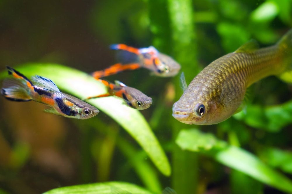 7 Best Fish Tank Ideas for a 10-Gallon Aquarium - Aquarium Co-Op