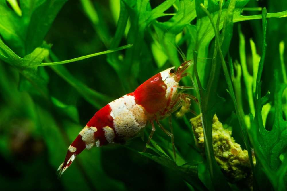 7-best-foods-for-freshwater-aquarium-shrimp-362883