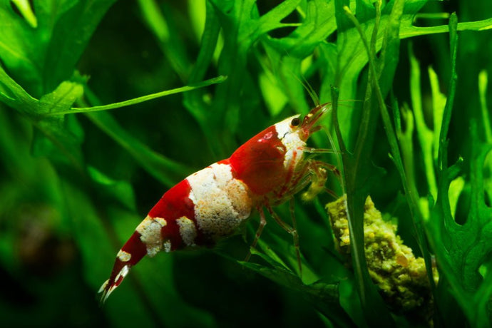 5 Best Foods for Freshwater Aquarium Shrimp