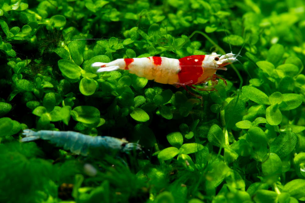 7 Best Foreground Plants for Your Next Planted Aquarium - Aquarium Co-Op