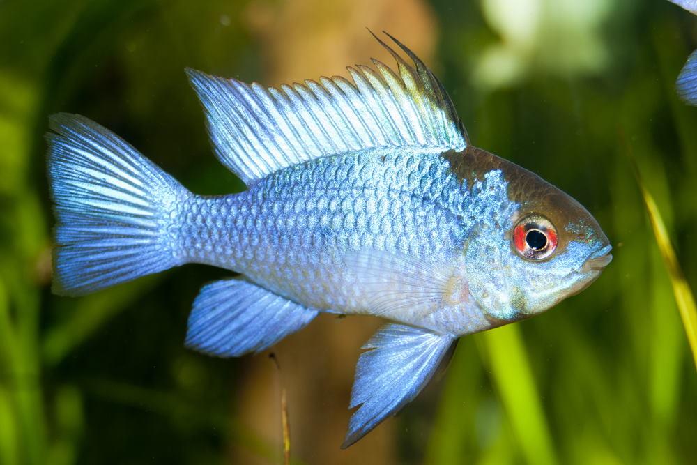 7 Popular Fish You Should Try in a 20-Gallon Aquarium - Aquarium Co-Op