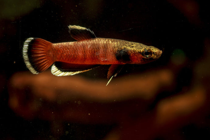Top 5 Easy Fish Breeding Ideas for Your Next 20-Gallon Aquarium