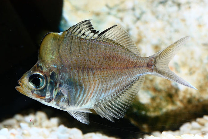 Top 5 Oddball Fish for a 40-Gallon Aquarium
