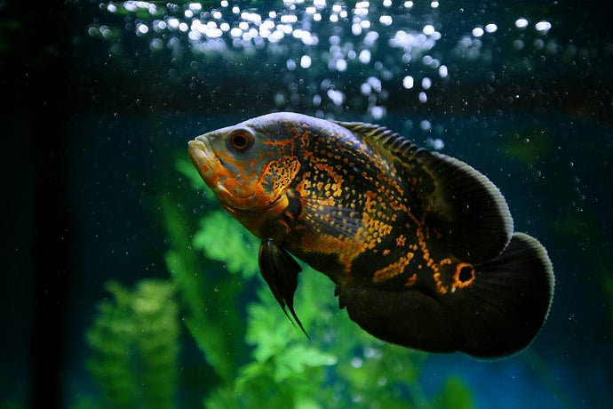 Air Stones: The Secret Weapon Every Aquarium Needs