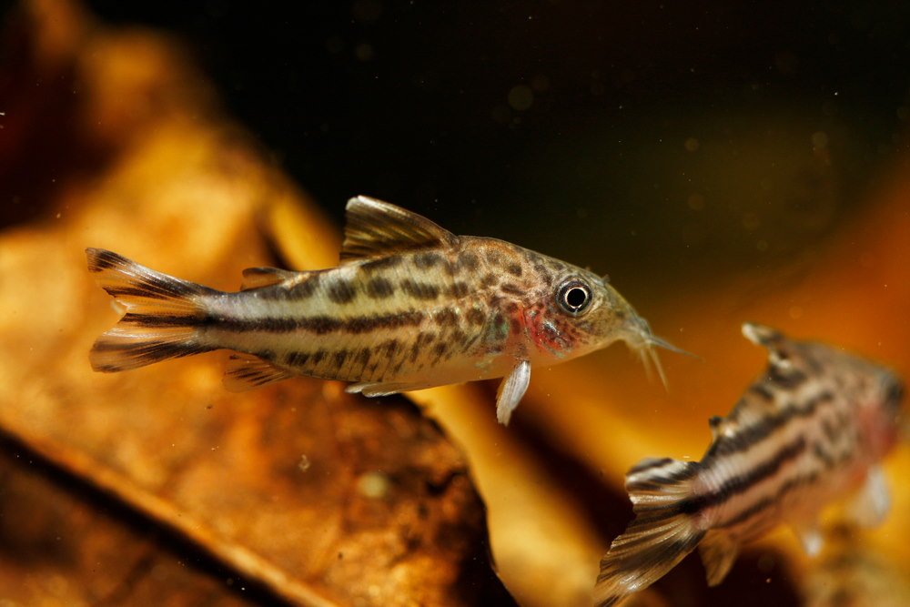 are-indian-almond-leaves-good-for-aquarium-fish-328672