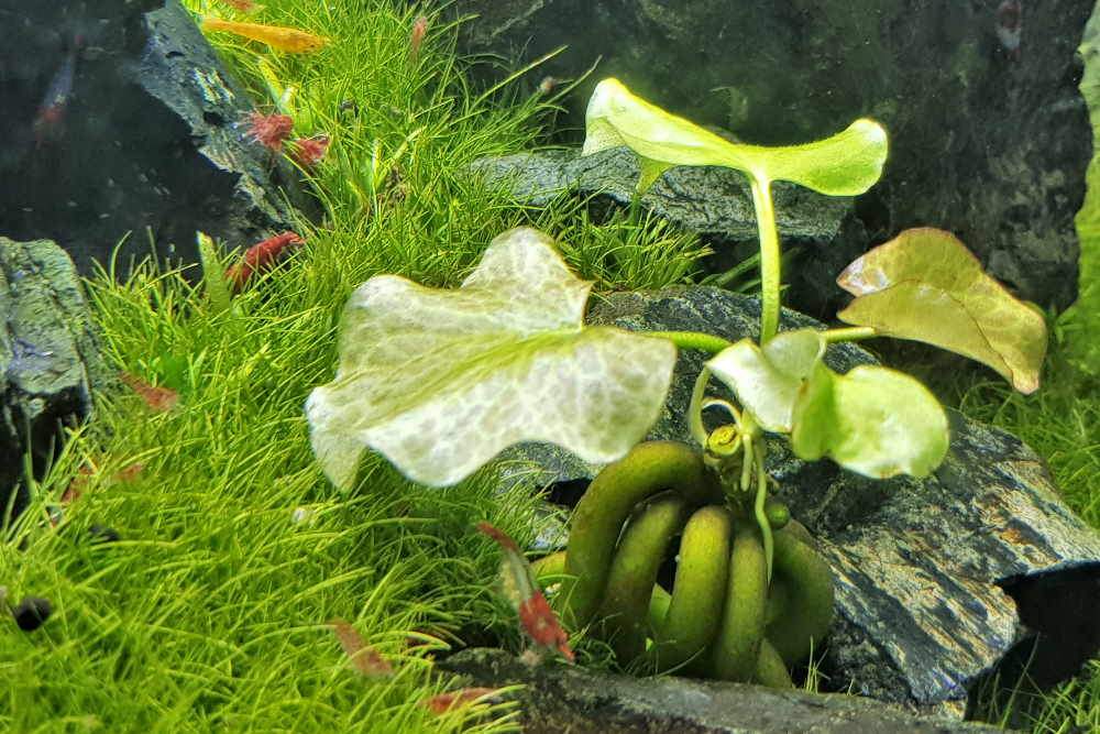 Banana Plant – An Unusual Aquarium Plant for Beginners - Aquarium Co-Op