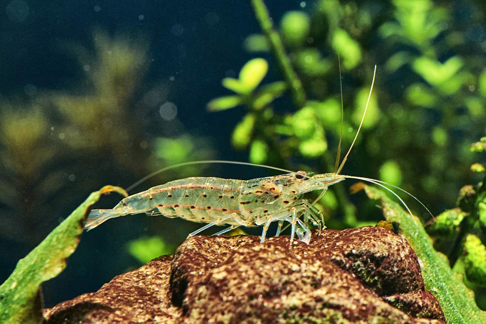 Care Guide for Amano Shrimp — Nature’s Amazing Algae Eater – Aquarium Co-Op