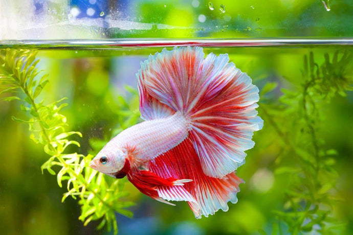 Care Guide for Betta Fish – The Best Beginner Pet Fish