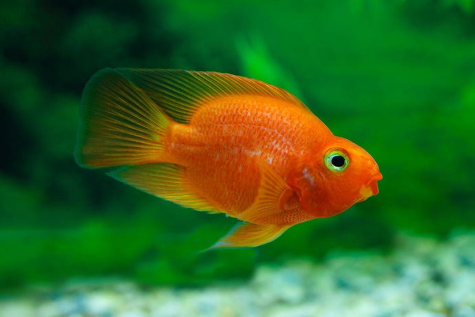 thumbnail image 2 of Live Blood Parrot Cichlid – 2.5-3 Inch, Freshwater Tropical Fish, Beginner Friendly 2 of 5