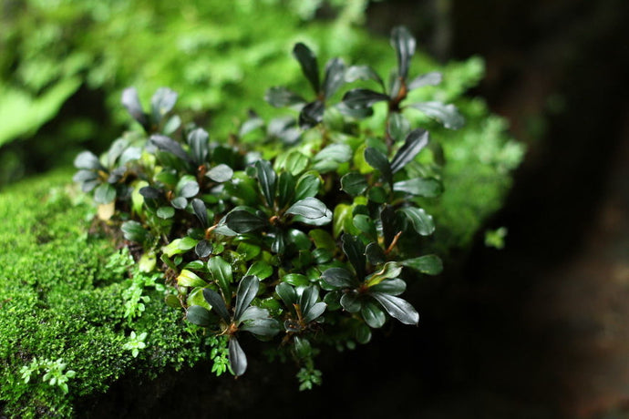 Care Guide for Bucephalandra — A Colorful Alternative to Anubias
