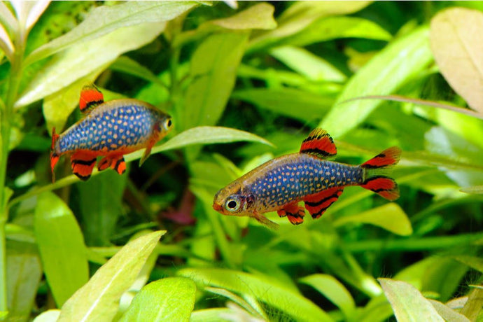 Care Guide for Celestial Pearl Danios – Miniature Trout for Planted Tanks