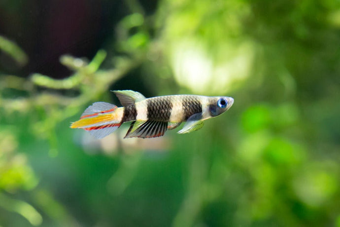 Care Guide for Clown Killifish – Colorful, Top-Dwelling Nano Fish