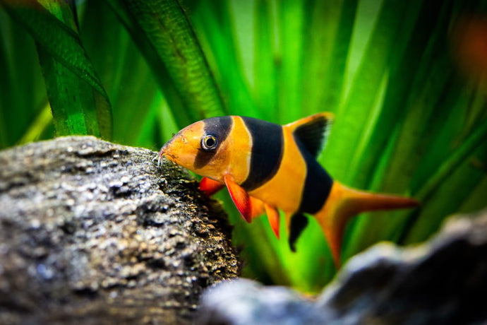 Care Guide for Clown Loaches – The Pack of Underwater Puppies