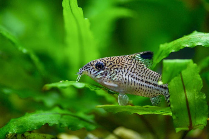 Care Guide for Cory Catfish – The Perfect Community Bottom Dweller