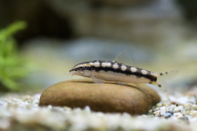 Care Guide for Dwarf Chain Loaches – Snail-Eating Nano Fish