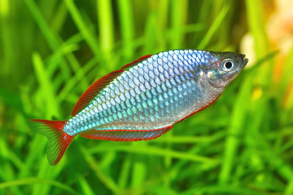 Care Guide for Dwarf Neon Rainbowfish (Melanotaenia praecox) – Aquarium Co-Op