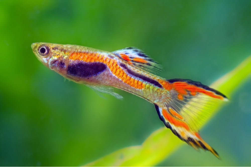 Endler's Livebearer (Poecilia Wingei)