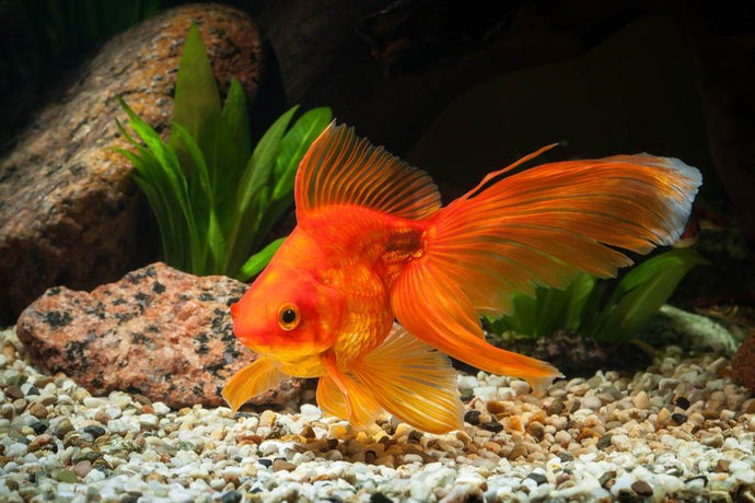 Care Guide for Fancy Goldfish – Housing, Feeding, and More