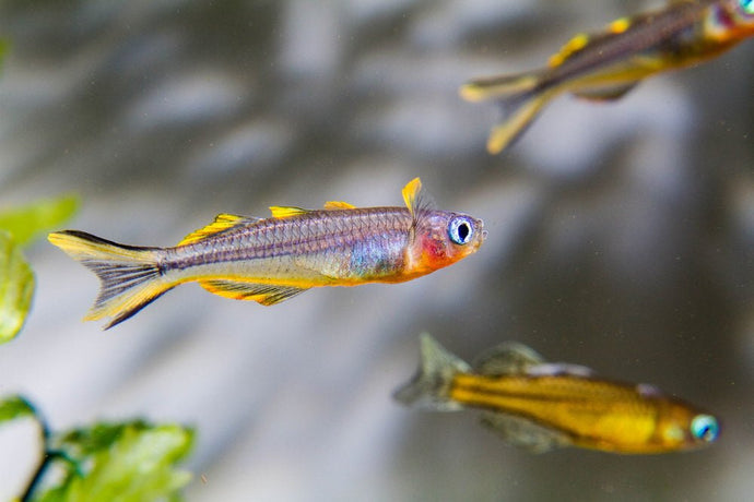 Care Guide for Forktail Blue-Eye or Furcata Rainbowfish