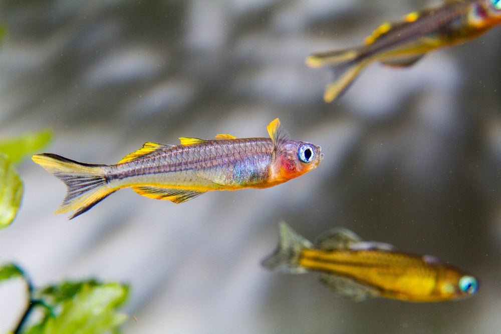 care-guide-for-forktail-blue-eye-or-furcata-rainbowfish-8033546