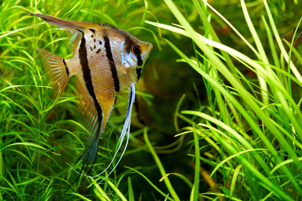 care-guide-for-freshwater-angelfish-the-feisty-angel-of-the-aquarium-770309
