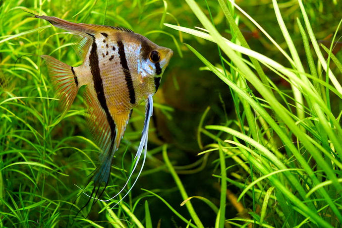 Care Guide for Freshwater Angelfish – The Feisty Angel of the Aquarium