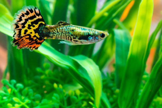 Care Guide for Guppies – The Most Popular and Colorful Livebearer