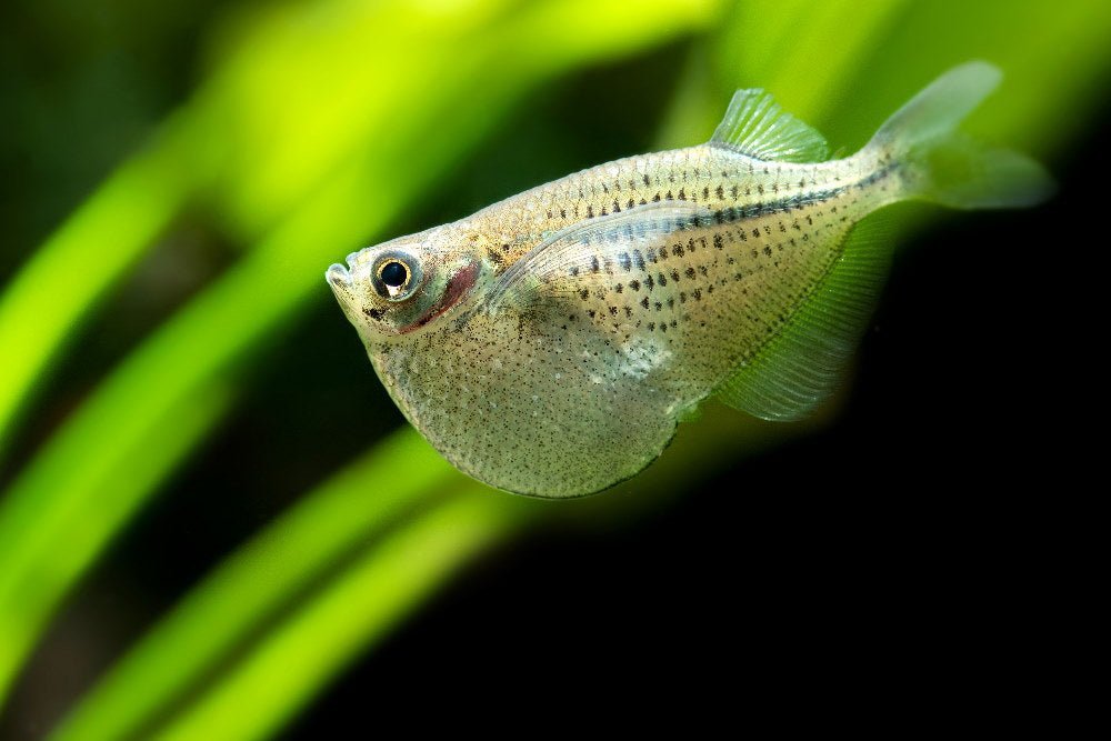 Care Guide for Hatchetfish – Oddball Schooling Fish with Wings - Aquarium Co-Op