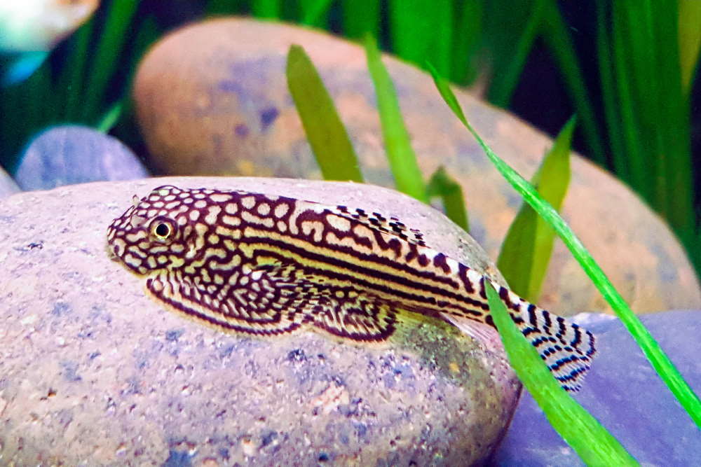 Care Guide for Hillstream Loaches – Housing, Tank Mates, Feeding – Aquarium Co-Op