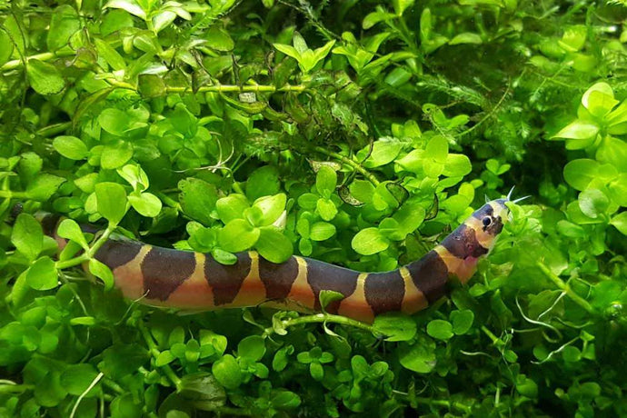Care Guide for Kuhli Loaches – The Coolest Oddball Fish for Beginners