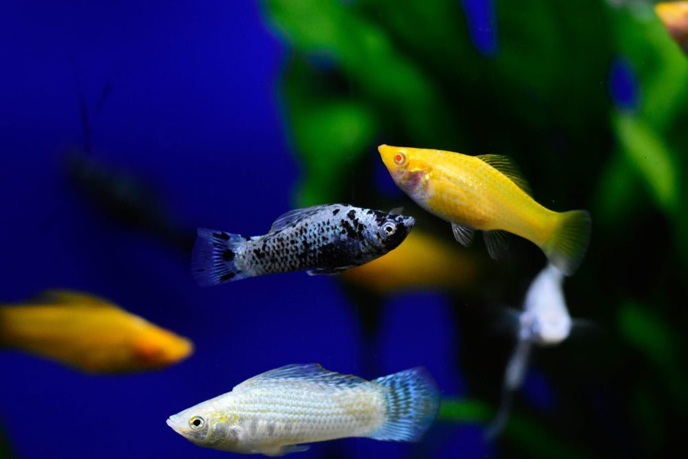 Care Guide for Mollies – Feeding, Breeding, and Tank Mates – Aquarium Co-Op