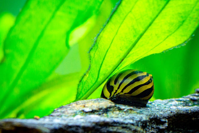 Care Guide for Nerite Snails – Favorite Nano Algae Eater