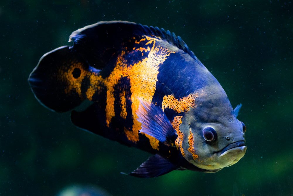 Care Guide for Oscar Fish – The South American “Water Dog” – Aquarium Co-Op