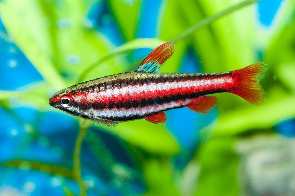 Care Guide for Pencilfish – Surface-Dwelling Schooling Fish - Aquarium Co-Op