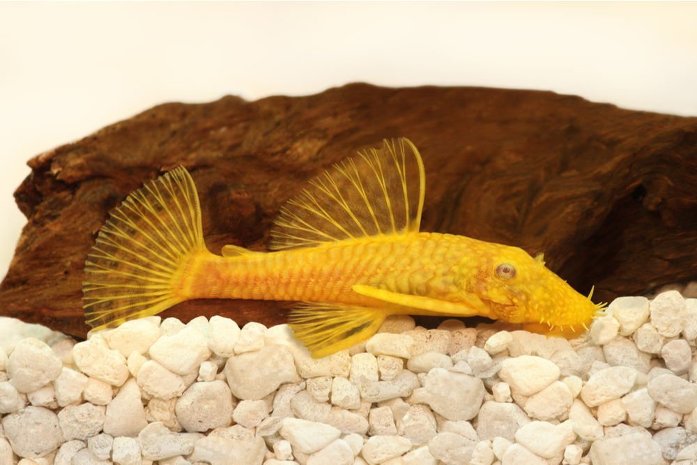 care-guide-for-plecos-the-mighty-armored-catfish-689083