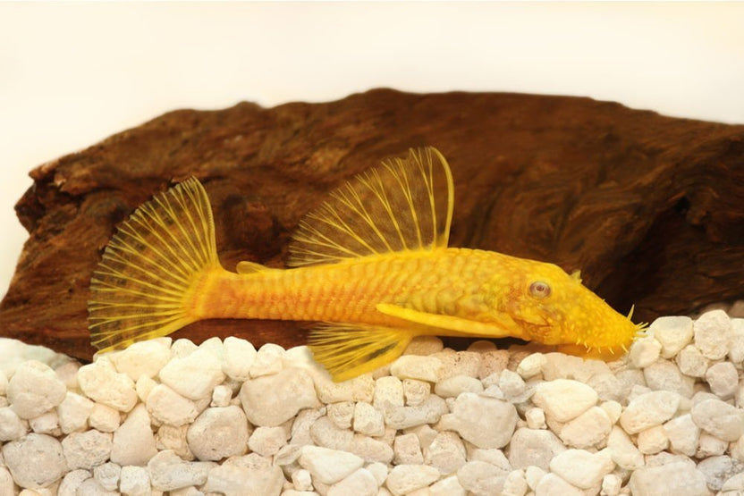 Care Guide for Plecostomus – The Mighty Armored Catfish – Aquarium Co-Op