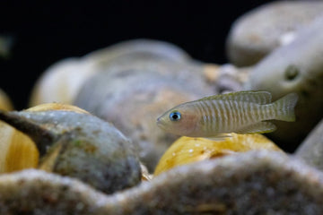 Care Guide for Shell Dwellers – Smallest African Cichlids - Aquarium Co-Op