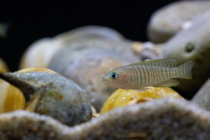Care Guide for Shell Dwellers – Smallest African Cichlids