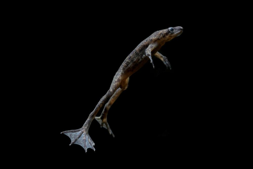 Caring for African Dwarf Frogs - Aquarium Co-Op